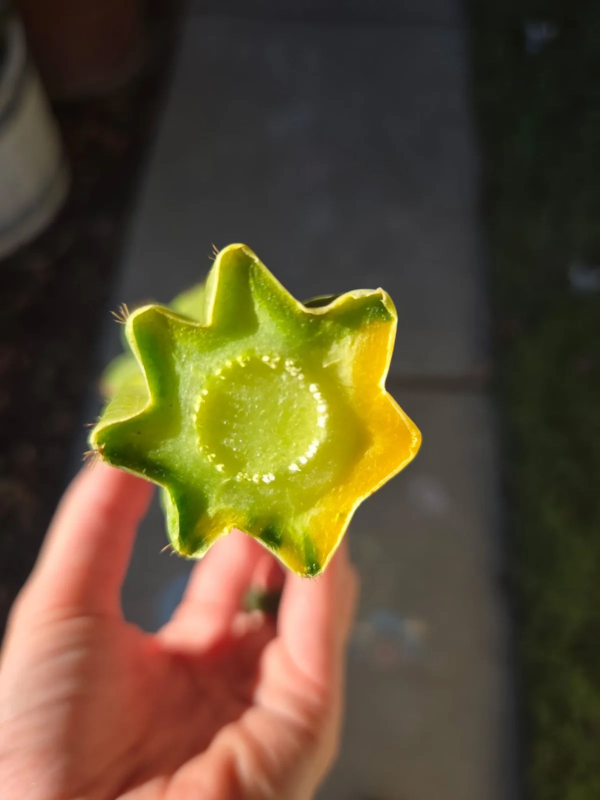 Ogun growing in the yard