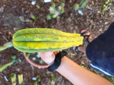 Ogun, a pachanoi grown in the yard, recorded as variegated. Skin variegated. Photograph 3 of 4 of this clone.
