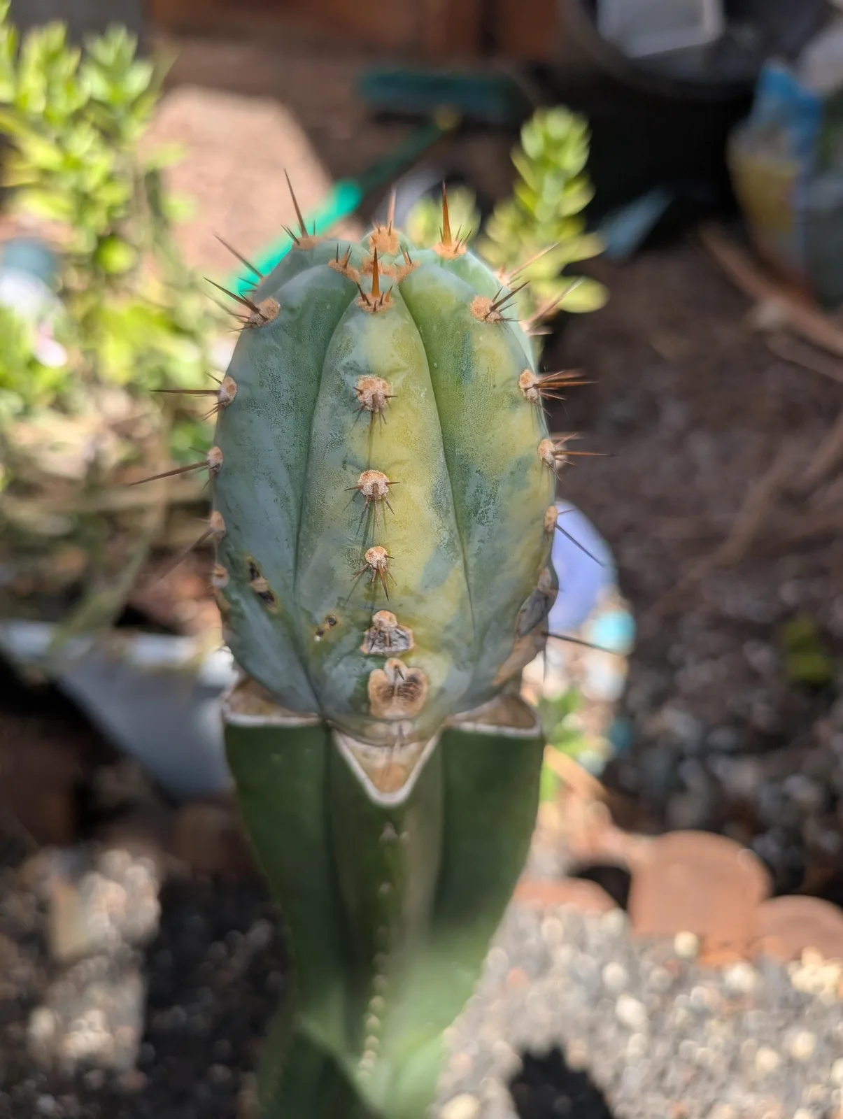 Althea, a Other Trichocereus grown in the yard, recorded as variegated. Skin variegated and marbled; spines each areole usually carries one moderately long central spine ringed by short ones. Photograph 1 of 3 of this clone.