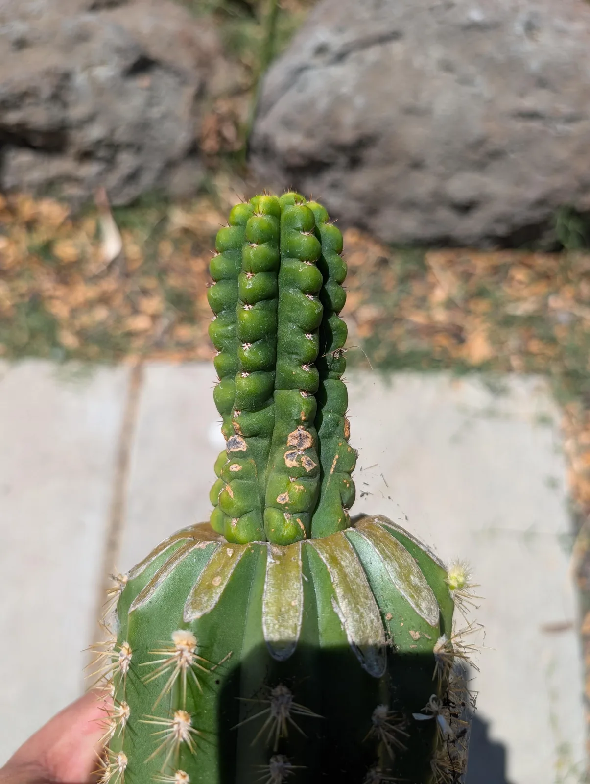 Beyond Pineapple, a hybrid grown in the yard. Photograph 1 of 4 of this clone.