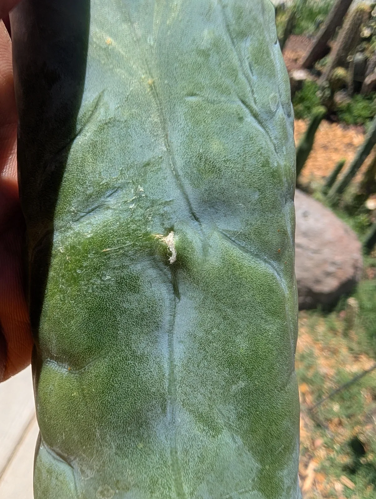 Wocket, a hybrid grown in the yard. Photograph 1 of 3 of this clone.
