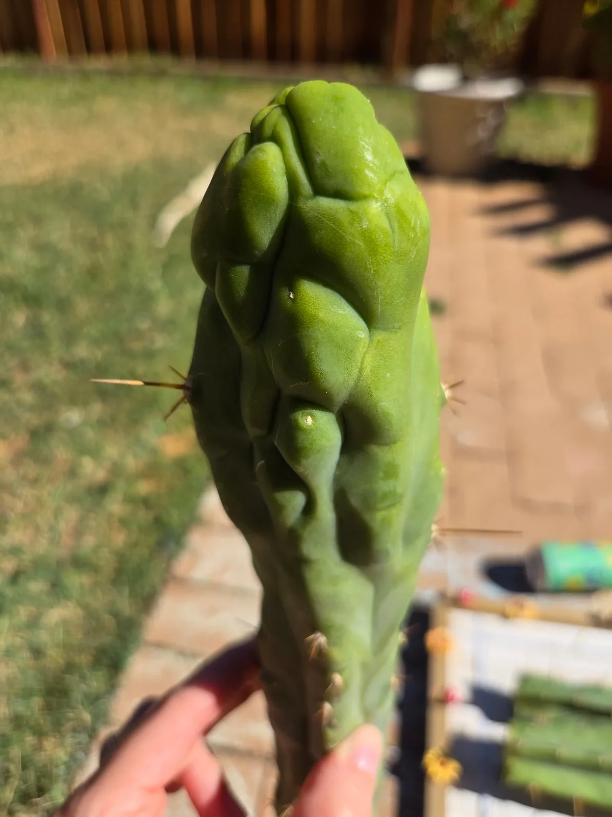 Bruce's Dragon, a bridgesii grown in the yard, recorded as monstrose. Photograph 1 of 3 of this clone.