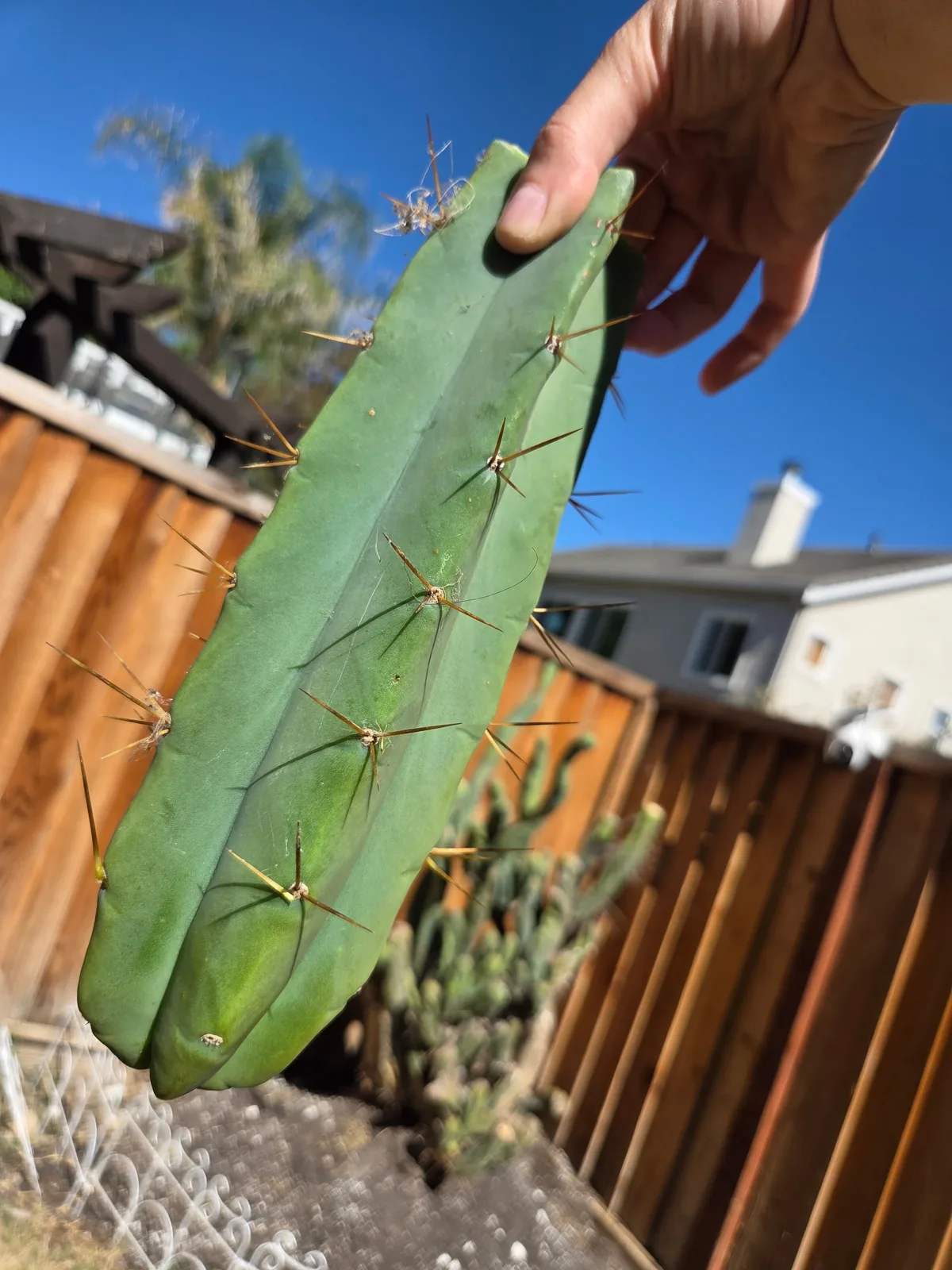 Lotusland, a bridgesii grown in the yard, recorded as monstrose. spines spines are inconsistent: some sections carry none, others the long honey-coloured spines typical of the species . Photograph 1 of 3 of this clone.