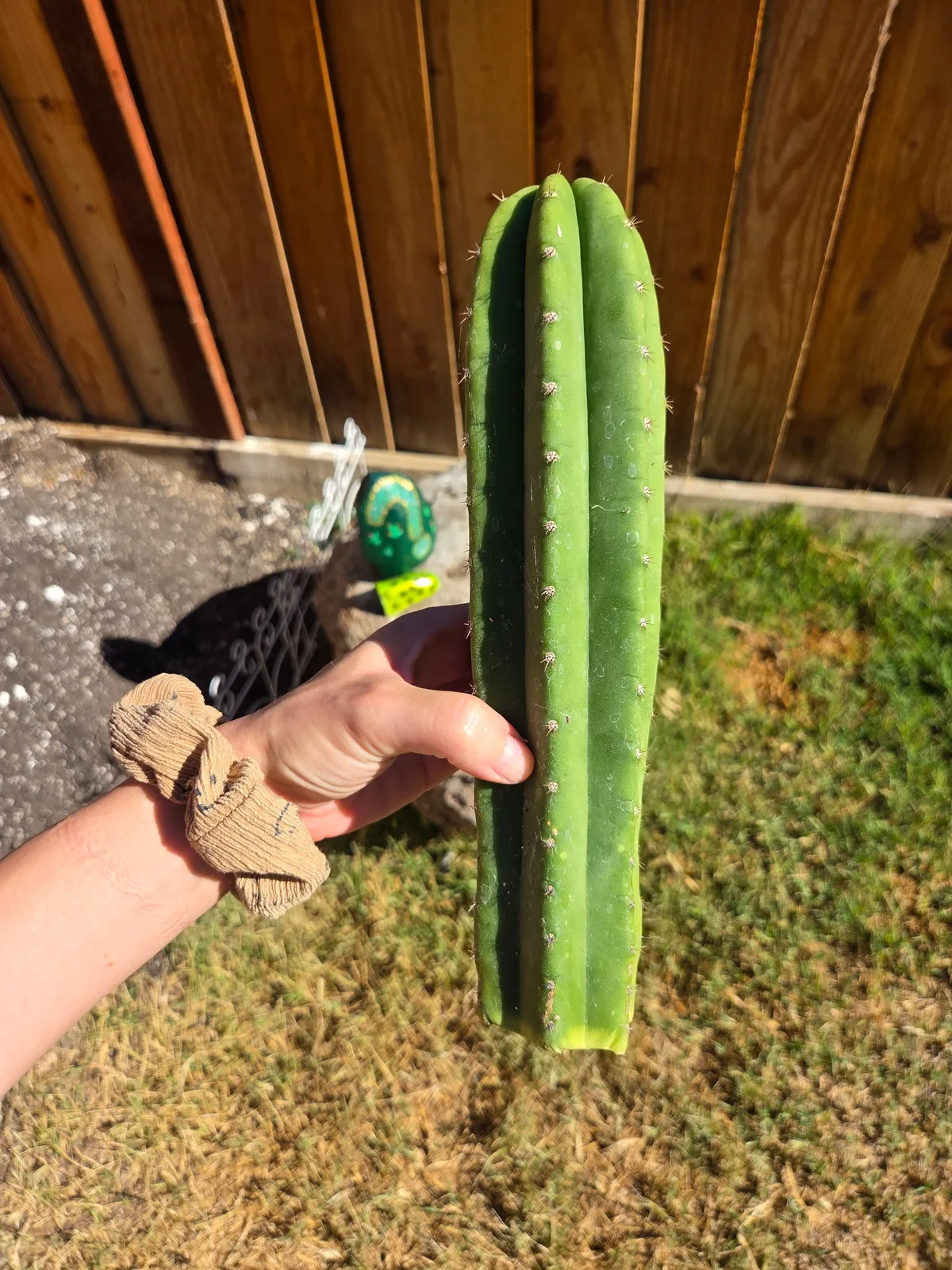 Cahuilla, a Other Trichocereus grown in the yard, recorded as monstrose. Skin it holds a checkerboard glaucous pattern, ranges from green to blue depending where it is grown, and has thrown several variegated pieces; spines new spines come in red and stay red in shade but bleach…