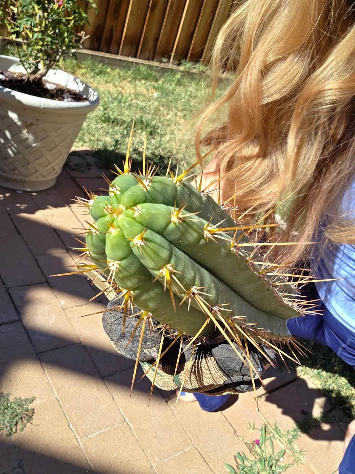 Xotchil, a Other Trichocereus grown in the yard. Photograph 1 of 2 of this clone.