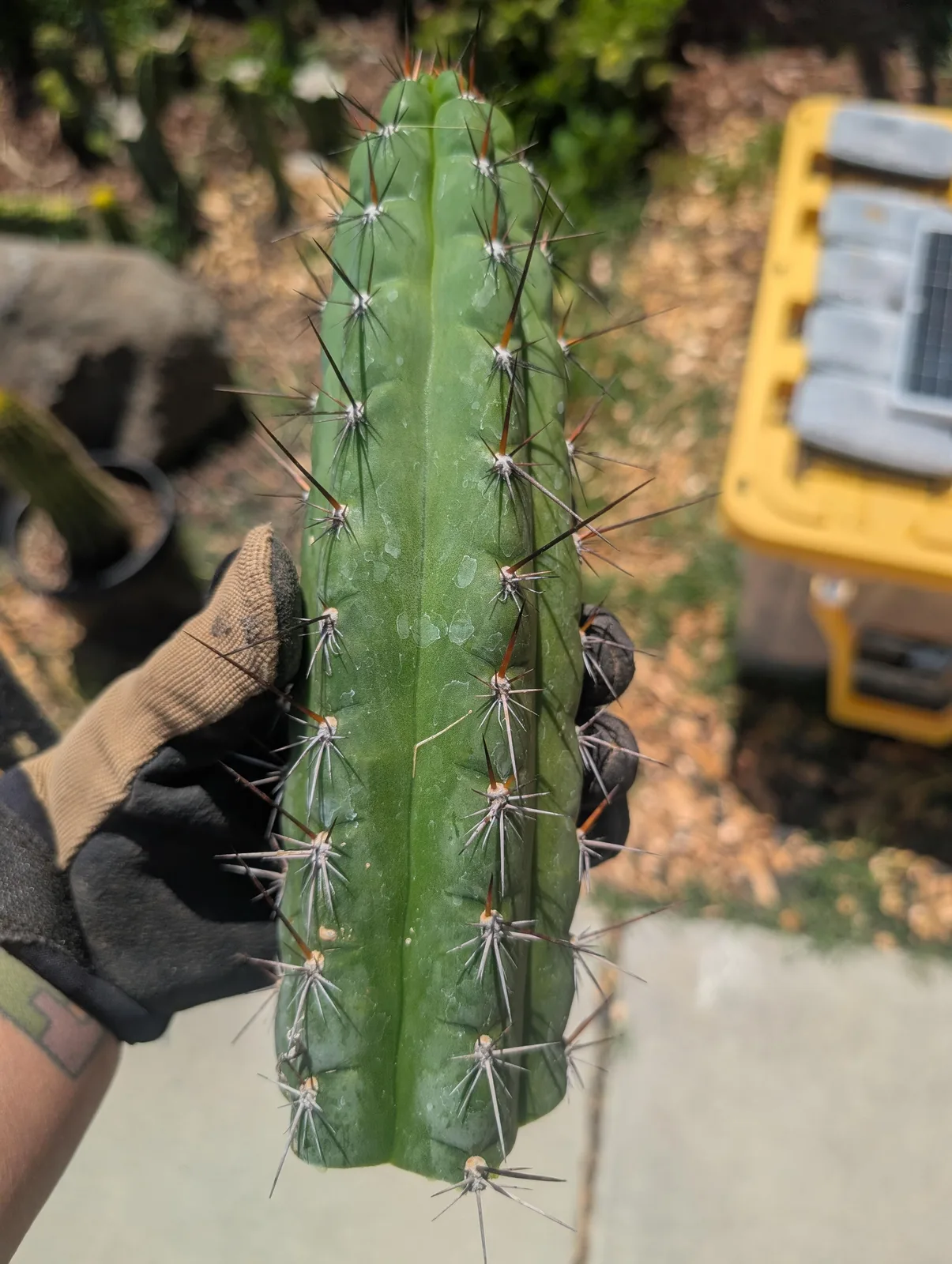Chalaensis, a Other Trichocereus grown in the yard. spines red. Photograph 1 of 4 of this clone.