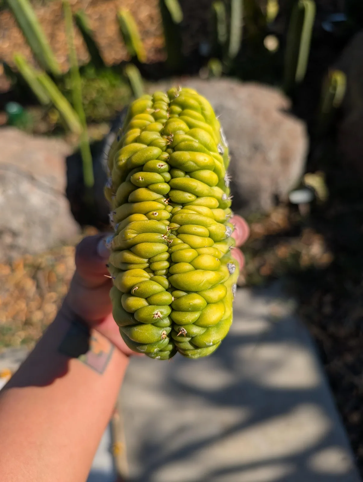 PC Crested, a pachanoi grown in the yard, recorded as crested. Photograph 1 of 3 of this clone.
