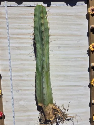 Lumberjack × Anok, a hybrid grown in the yard. Photograph 3 of 4 of this clone.