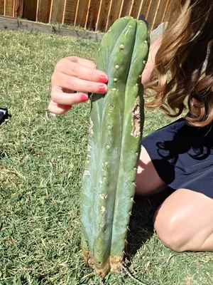 Rimac × Pachanoi, a hybrid grown in the yard. spines low. Photograph 3 of 5 of this clone.
