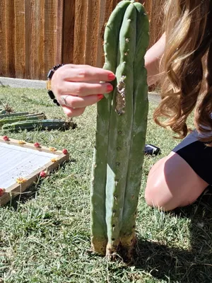 Rimac × Pachanoi, a hybrid grown in the yard. spines low. Photograph 4 of 5 of this clone.