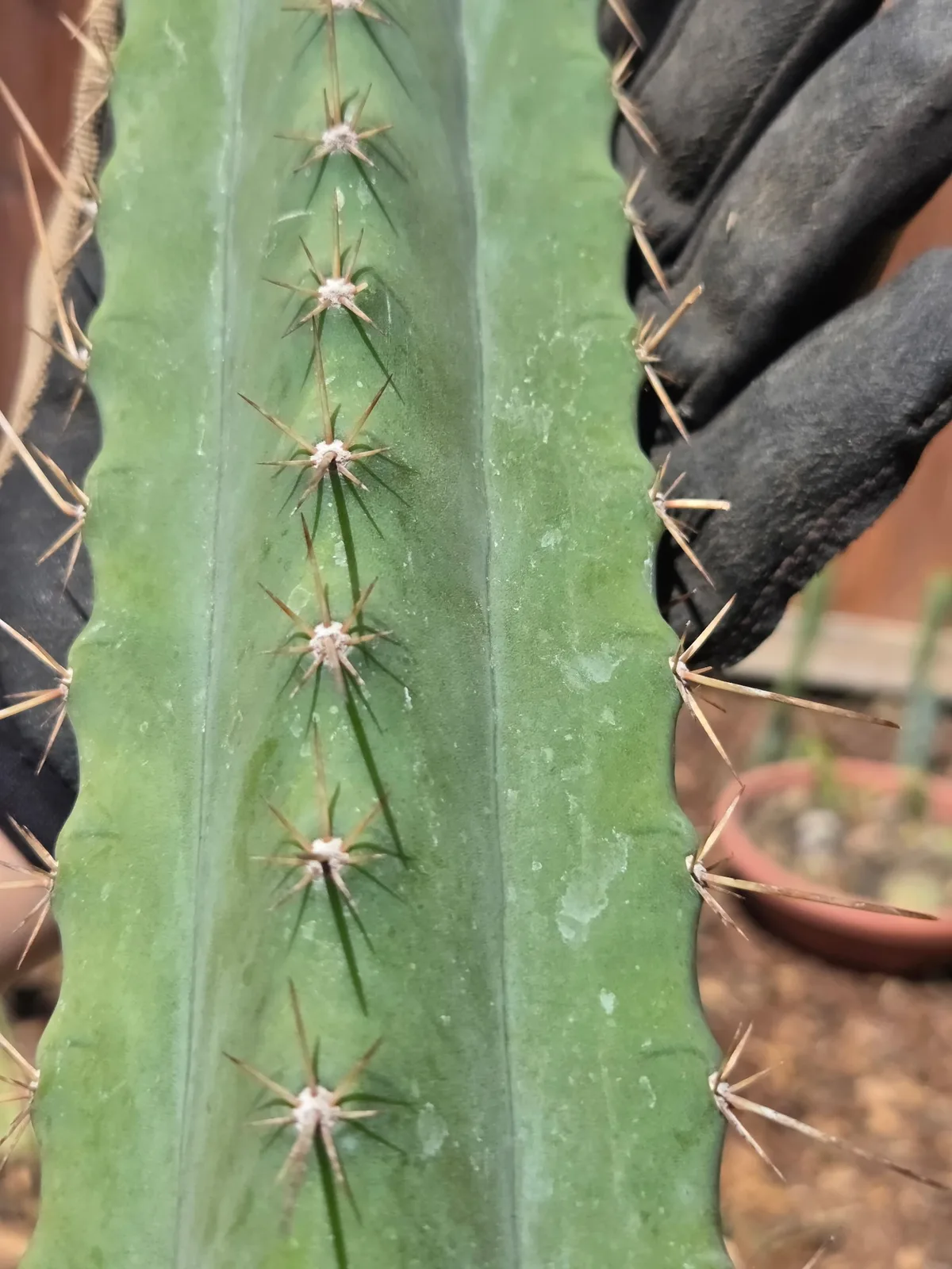 Huaranzensis × Scop, a hybrid grown in the yard. spines heavy. Photograph 4 of 4 of this clone.
