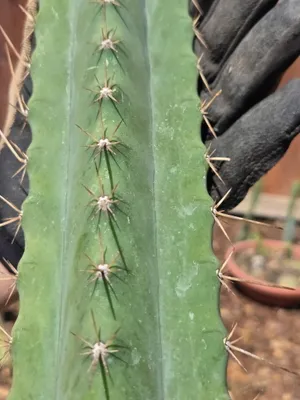 Huaranzensis × Scop, a hybrid grown in the yard. spines heavy. Photograph 4 of 4 of this clone.