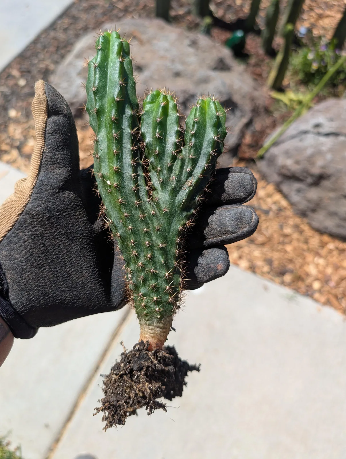 SS02 × Olivia, a hybrid grown in the yard. Skin dark green; spines closely spaced. Photograph 1 of 5 of this clone.