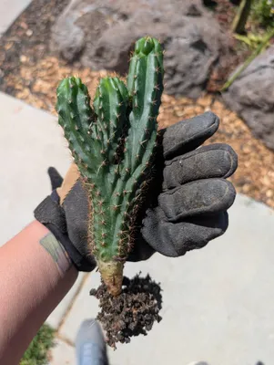 SS02 × Olivia, a hybrid grown in the yard. Skin dark green; spines closely spaced. Photograph 2 of 5 of this clone.