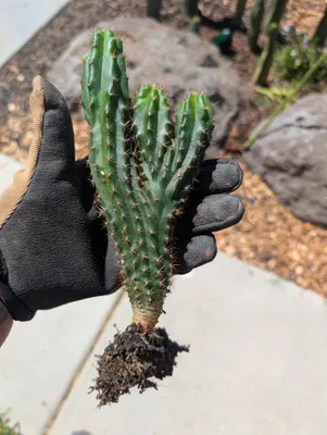 SS02 × Olivia, a hybrid grown in the yard. Skin dark green; spines closely spaced. Photograph 4 of 5 of this clone.