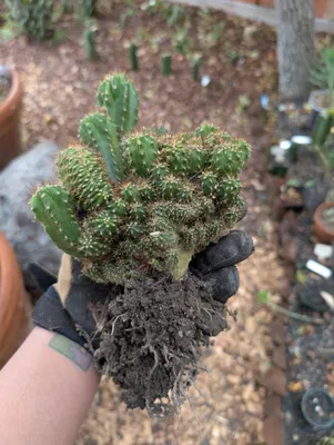 SS02 × Olivia, a hybrid grown in the yard. Skin dark green; spines closely spaced. Photograph 5 of 5 of this clone.