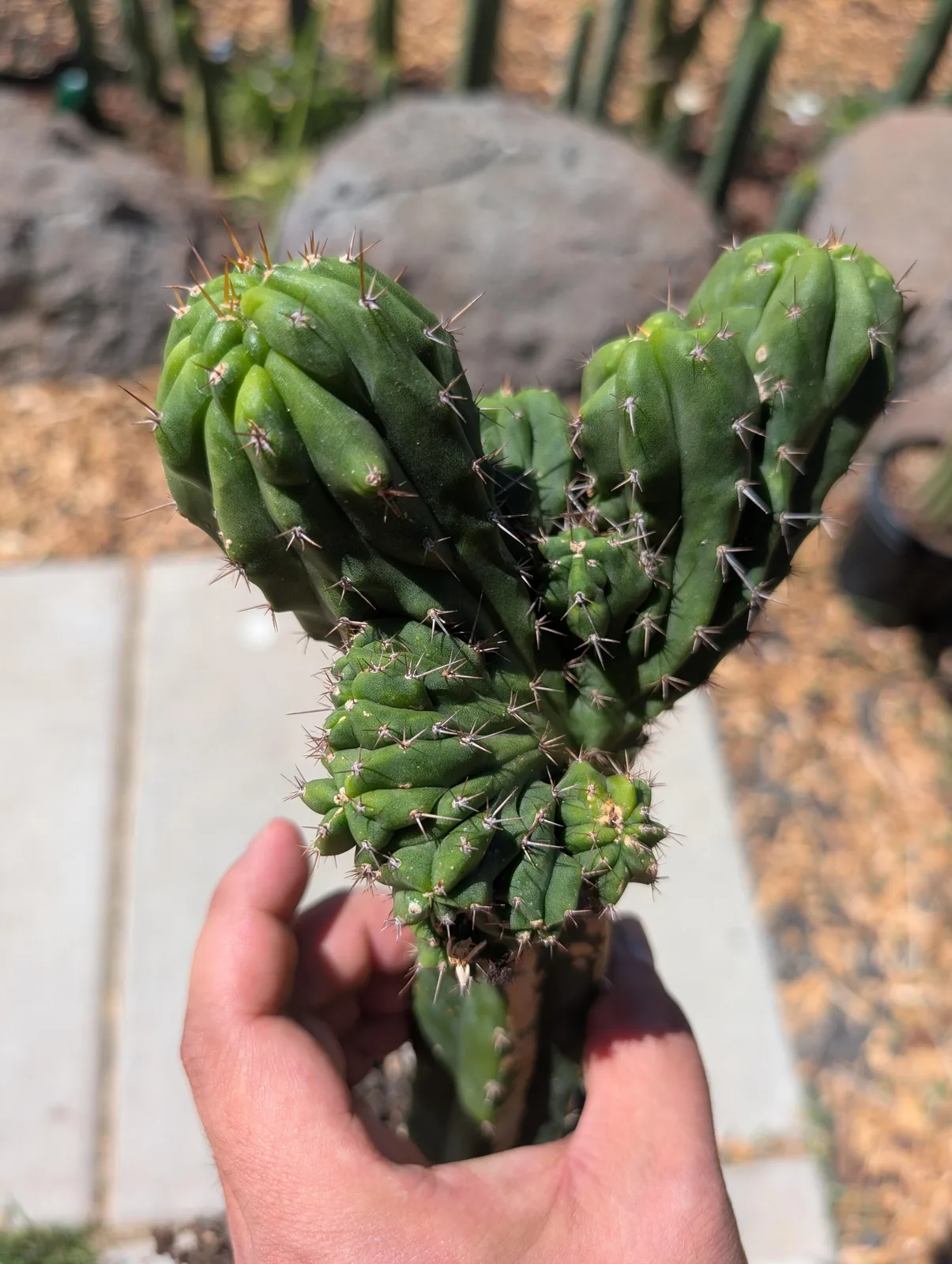 CV Favorite (Psycho0 x TPMC), a hybrid grown in the yard, recorded as monstrose. Photograph 1 of 4 of this clone.