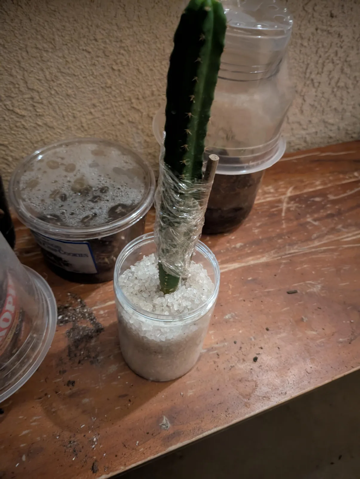 SS02 × Ogun, a hybrid grown in the yard. Photograph 1 of 2 of this clone.
