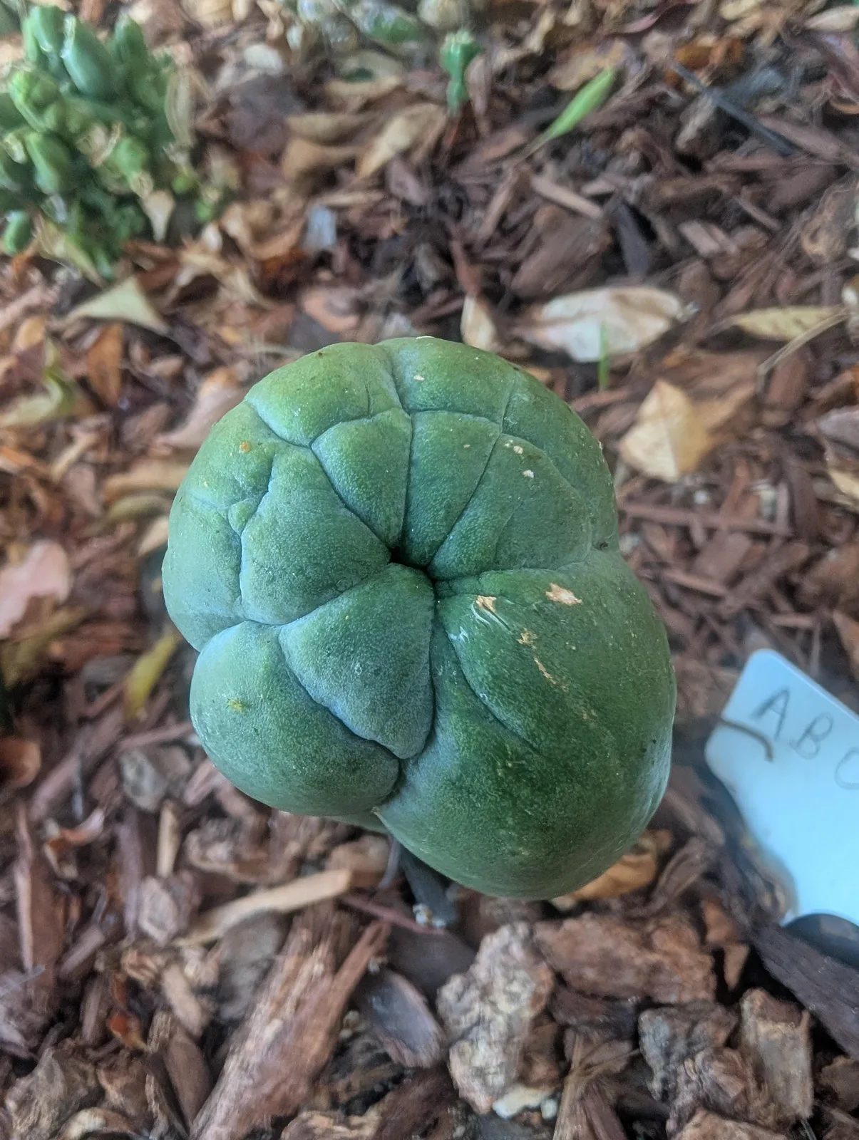 AB04, a Other Trichocereus grown in the yard. Photograph 1 of 3 of this clone.