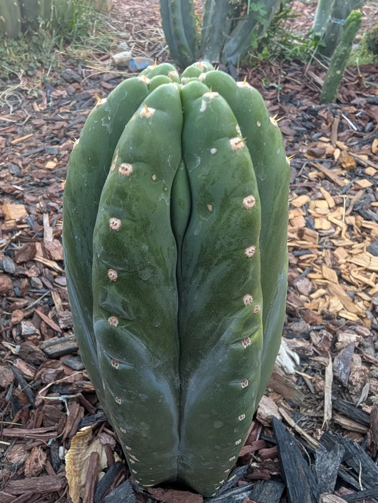 AB05, a Other Trichocereus grown in the yard. Skin deep green and glossy. Photograph 1 of 2 of this clone.