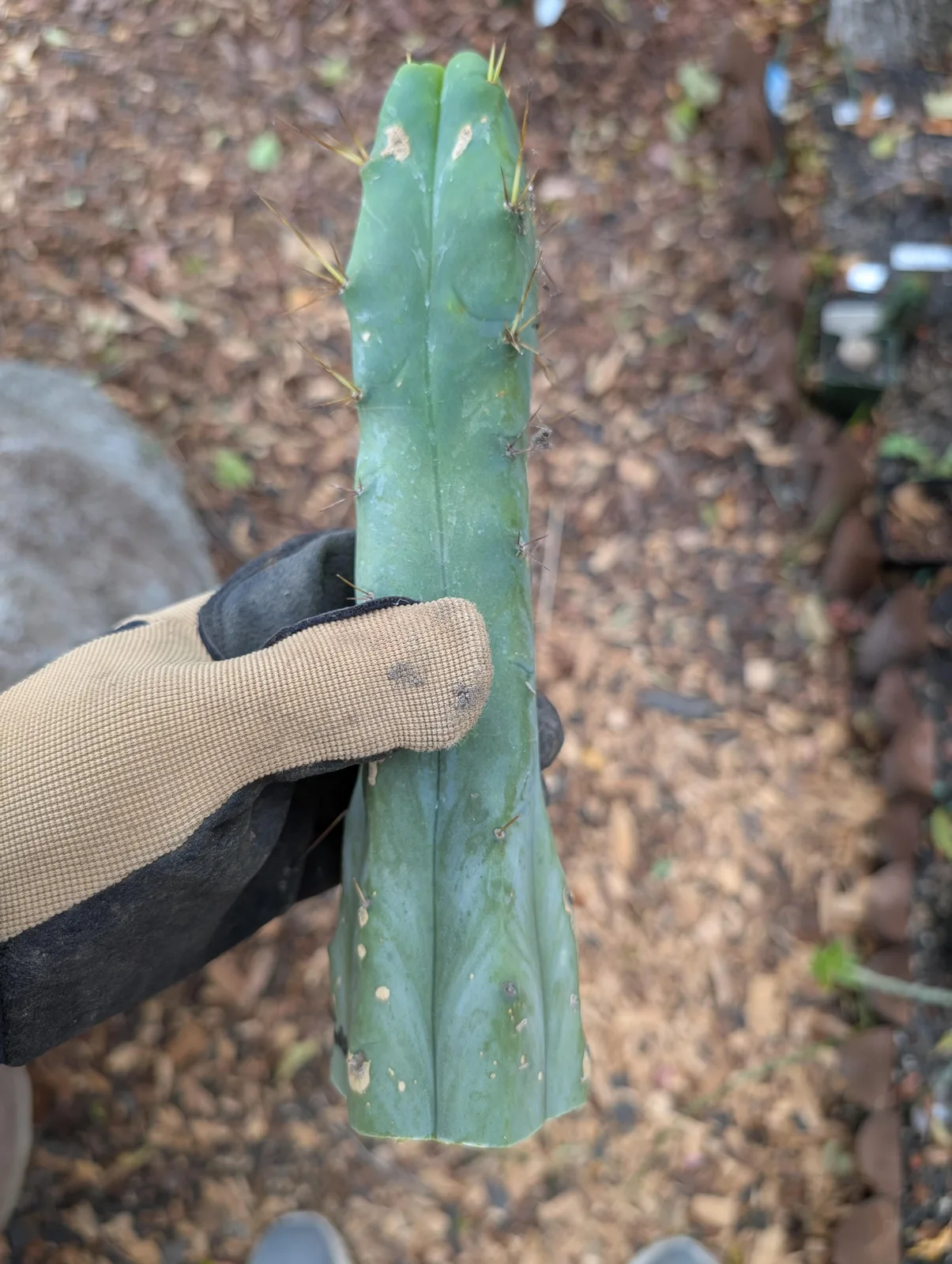 Fool's Breath (4 wind), a Other Trichocereus grown in the yard. Photograph 1 of 3 of this clone.