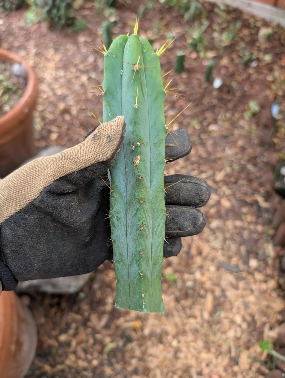 TPMA revert, a pachanoi grown in the yard, recorded as monstrose. Photograph 1 of 3 of this clone.