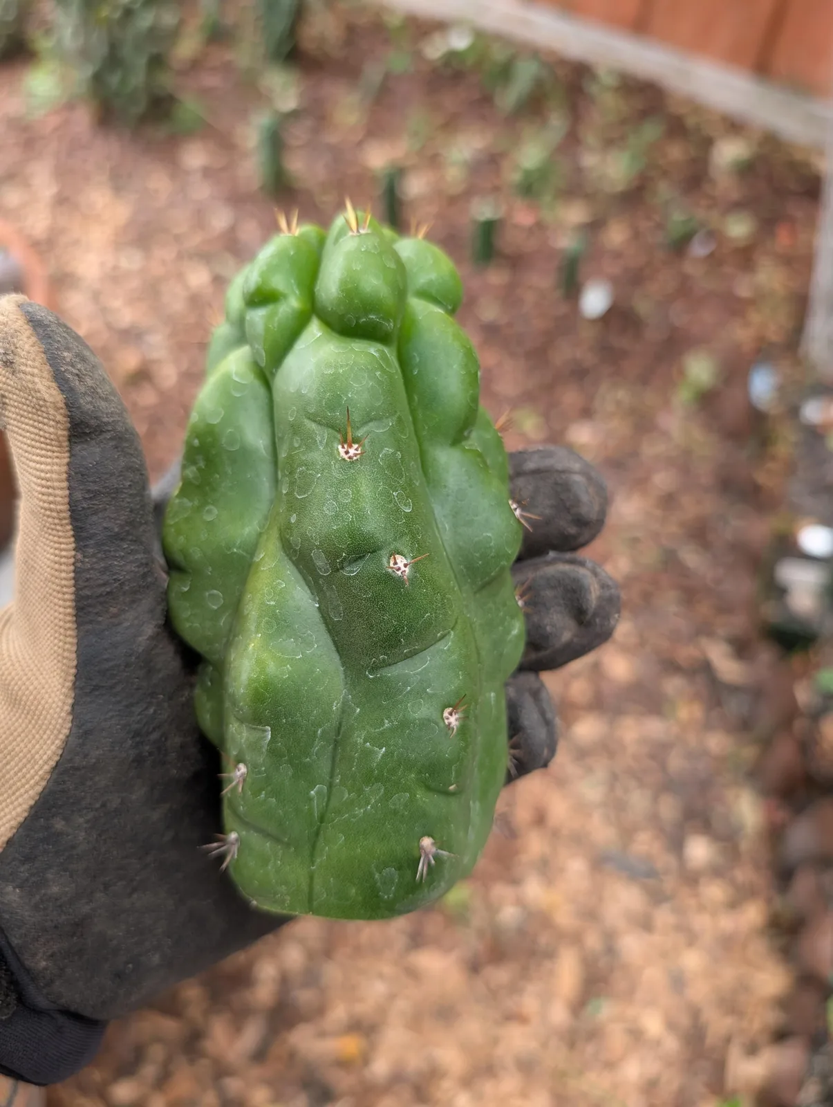 TPMB, a pachanoi grown in the yard. Photograph 1 of 3 of this clone.