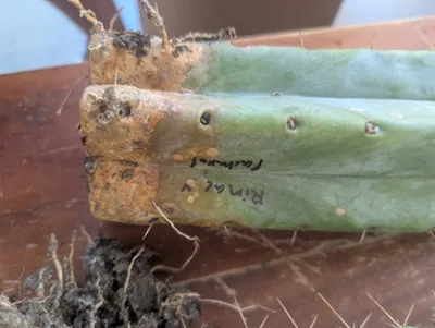 The buried end of a Rimac × Pachanoi cutting: the cut has healed into hard corky orange tissue, dry roots still hang off it, and the clone name is written across the skin in marker just above.
