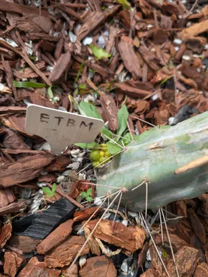A blue-green ETBM stem low in the bark mulch, its long pale spines splayed out from the areoles and a cluster of small green fruits at one of them, with the wooden tag reading ETBM standing in the mulch against it.