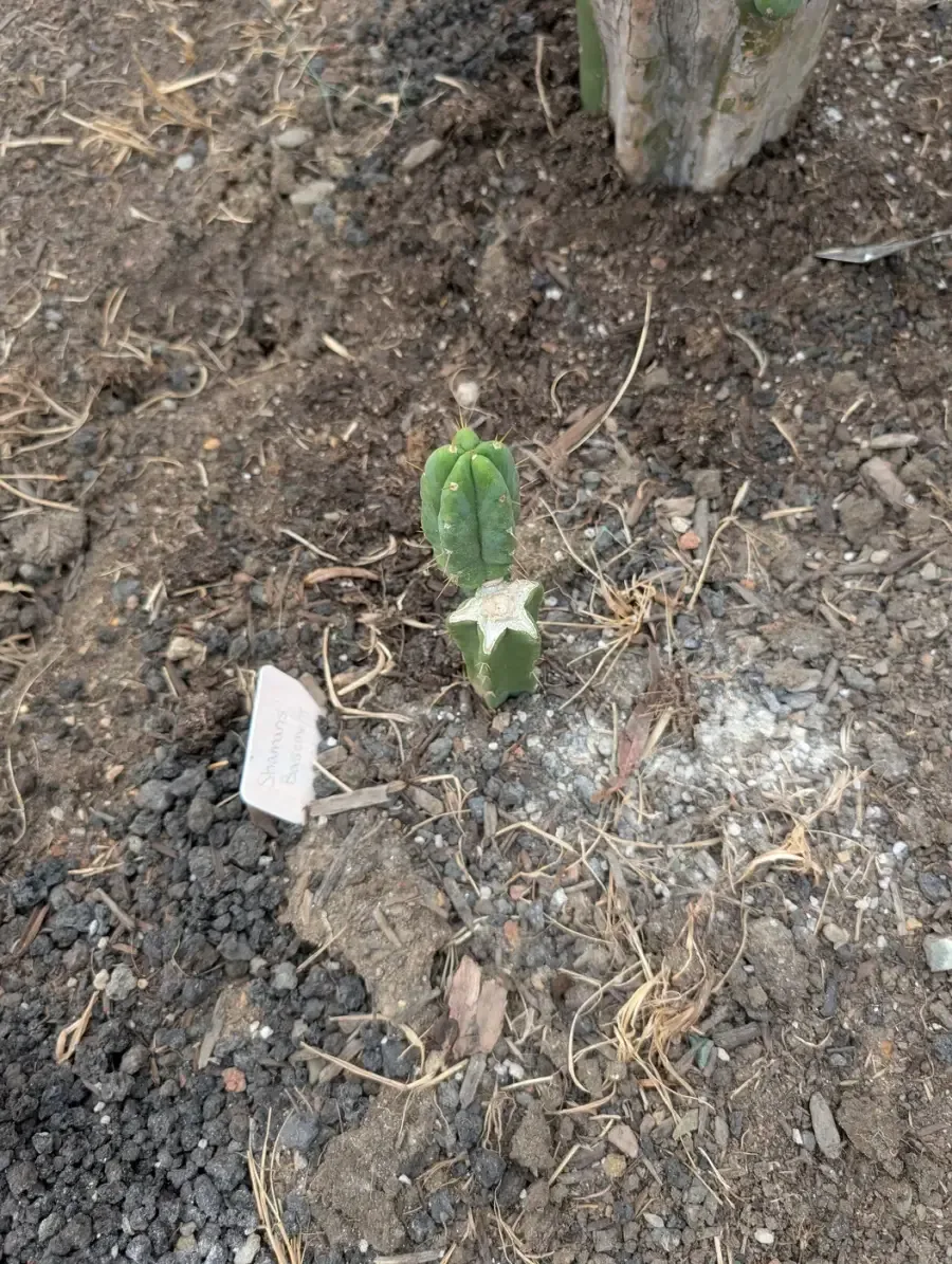 Shaman's Basement, Other Trichocereus, grown in the yard.