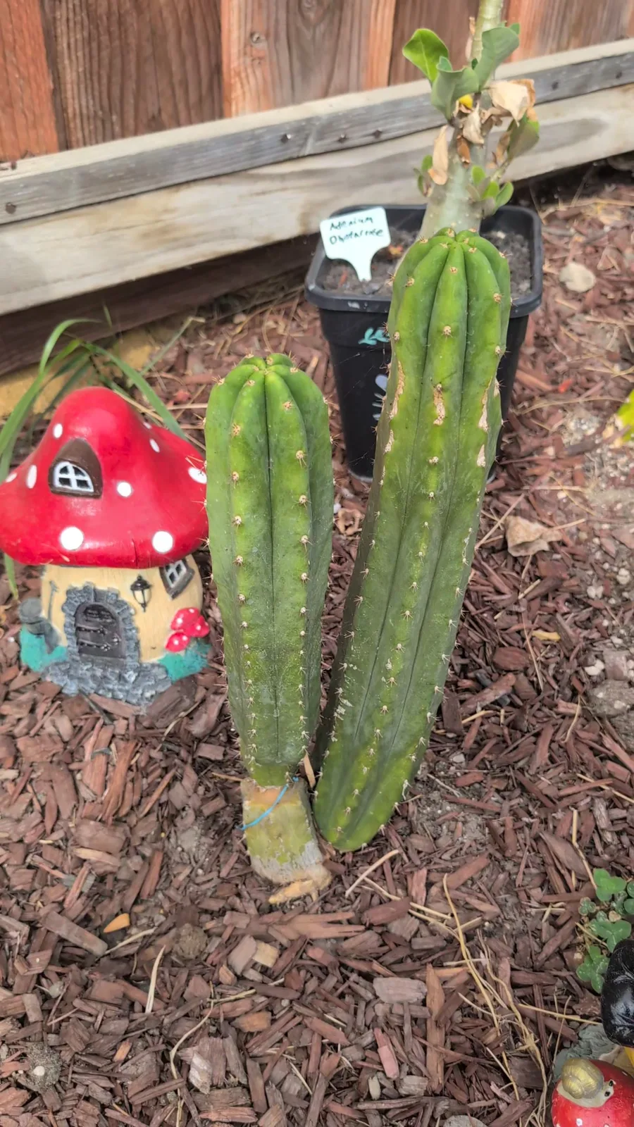 Two Landfill columns standing side by side in bark mulch against a wooden fence, beside a red toadstool ornament.