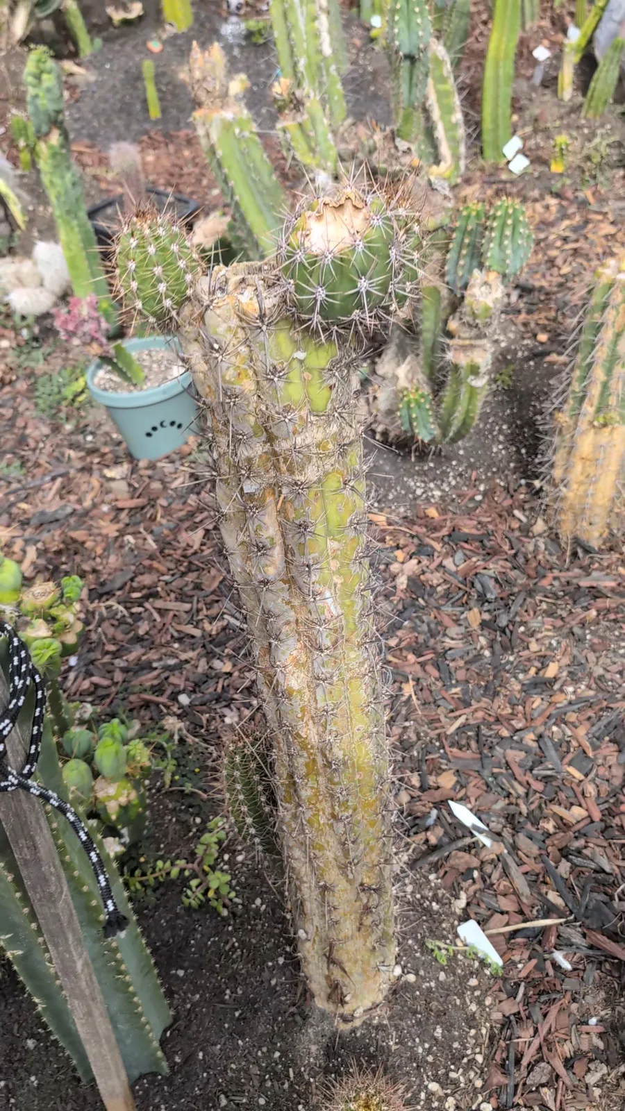 A tall Taquimbalensis column in the ground, yellowish and densely spined, branching at the top.