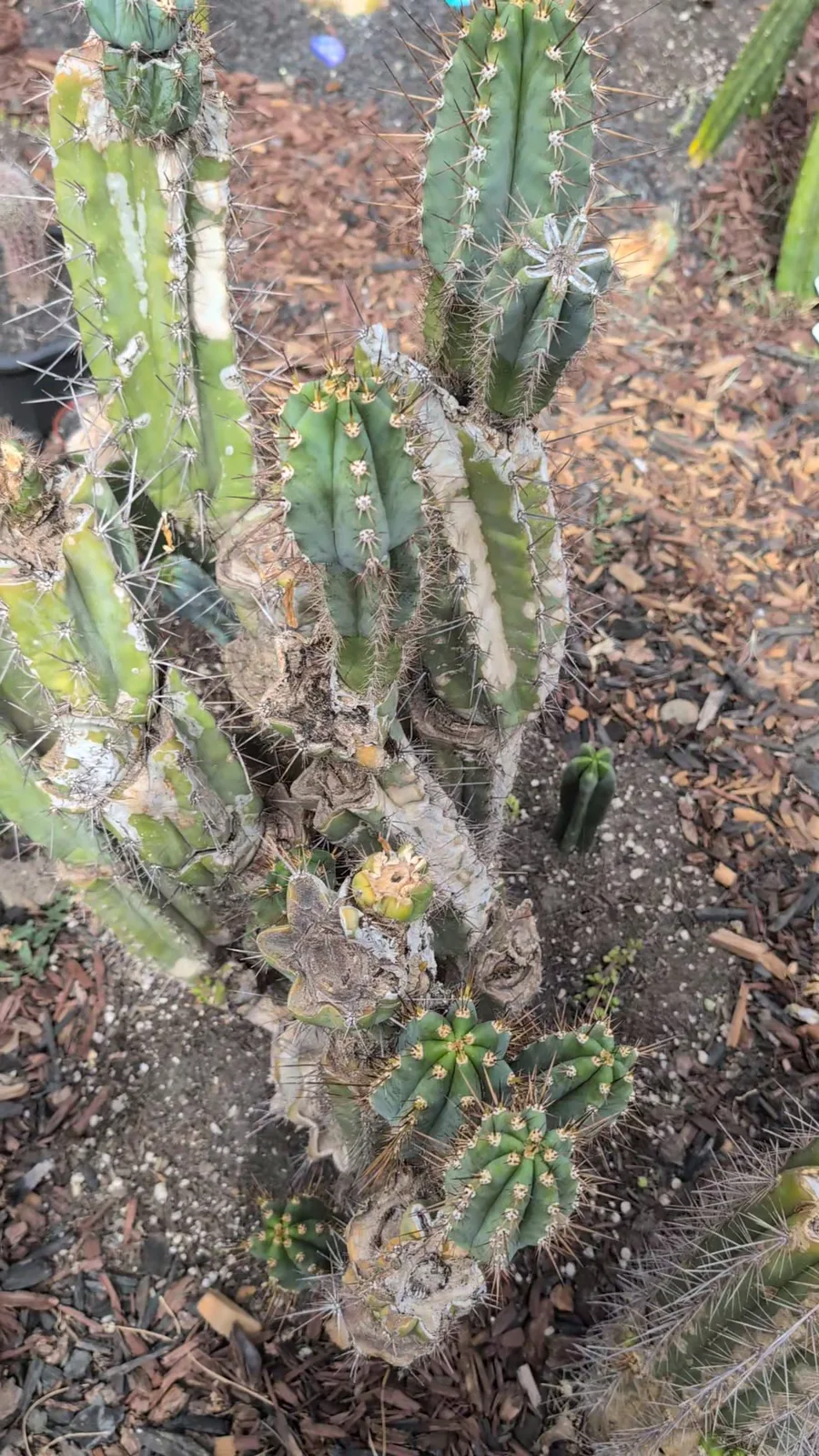 An old Vernes Glaucus clump with many arms, corky at the base, its newer arms blue-green and spined.
