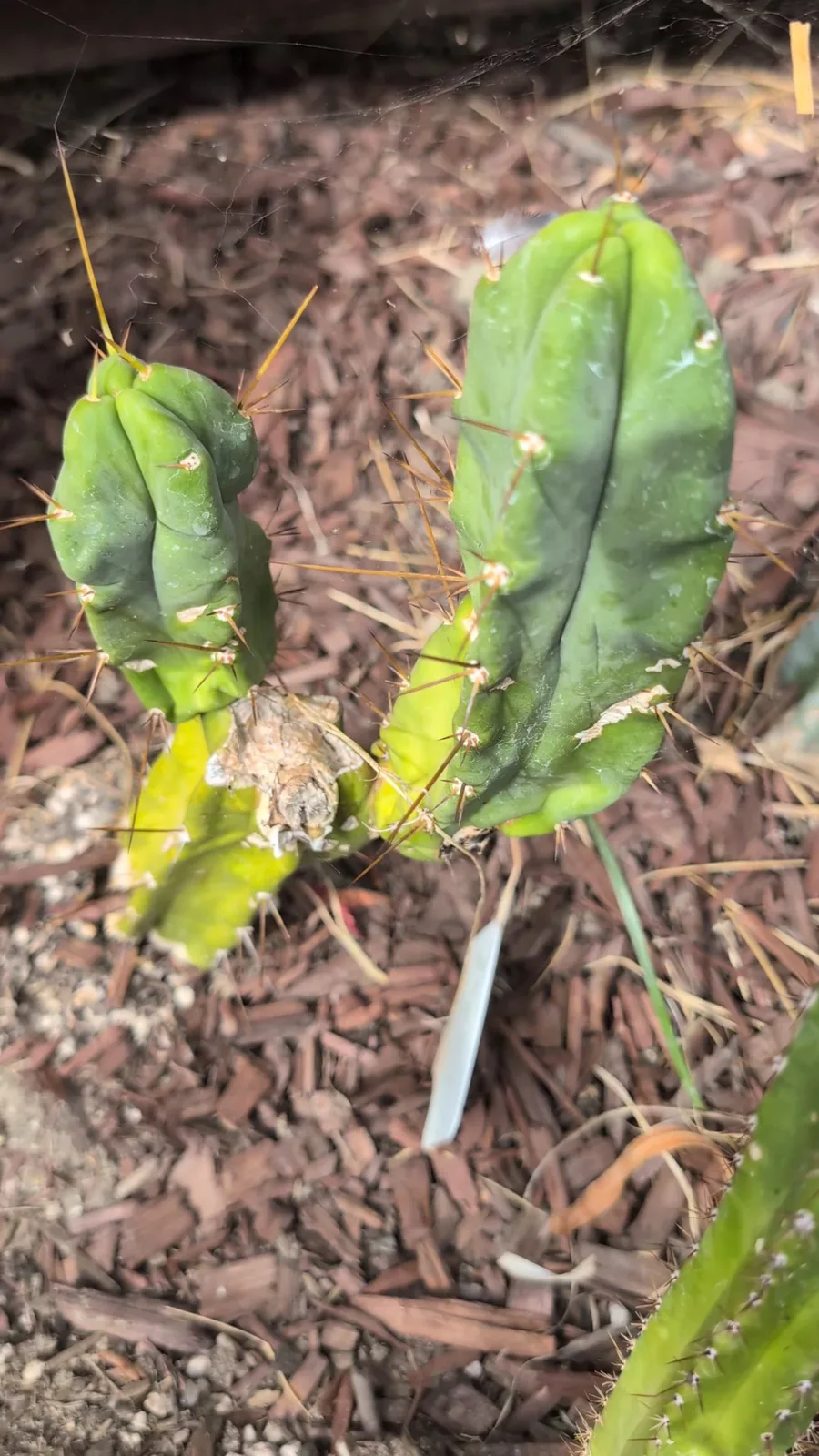 A small two-armed RS0005 plant rooted in bark mulch, with a white plant tag beside it.
