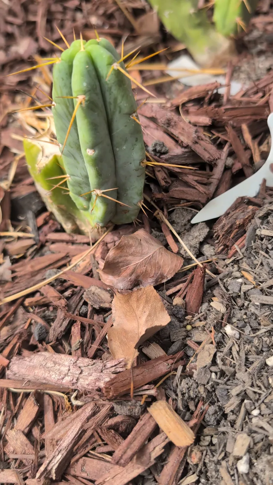 A short CBB cutting with long yellow spines, rooted in bark mulch.