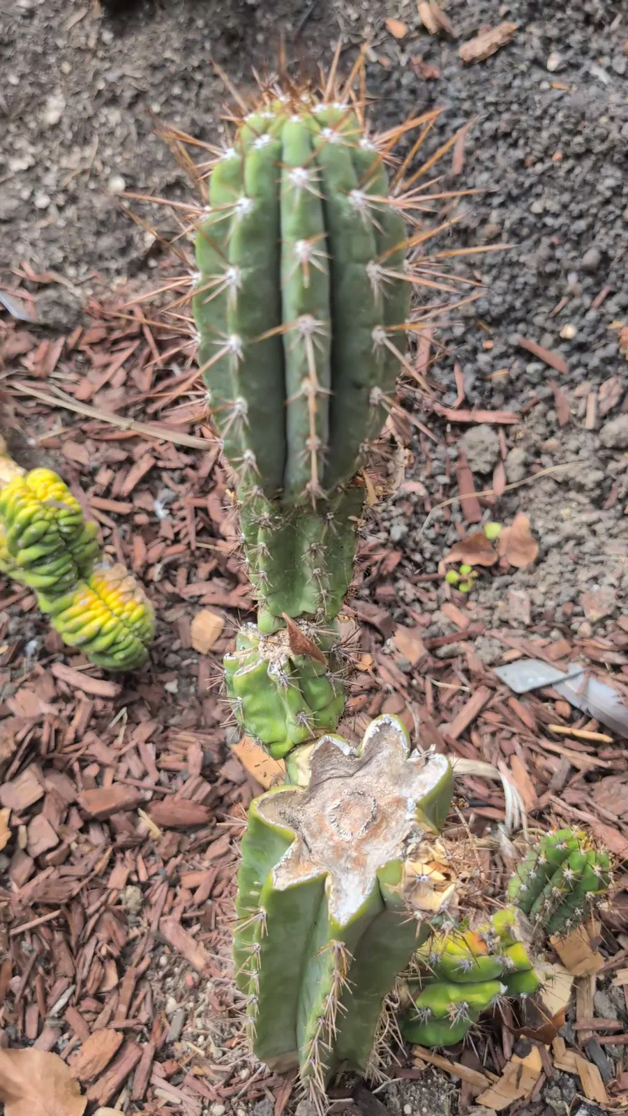 An RS0004 column growing up out of an old cut stump in bark mulch.