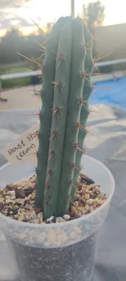 House Spirit, in a pot, outdoors, California