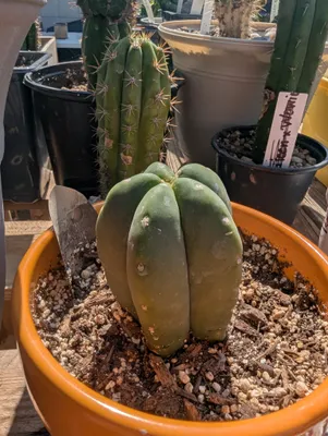 Scop Dino, in a pot, outdoors, Kansas, under 1 year