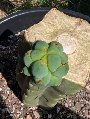 Eileen, in a pot, outdoors, Kansas, under 1 year