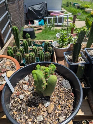 TBMB, in a pot, outdoors, Kansas, 1–3 years