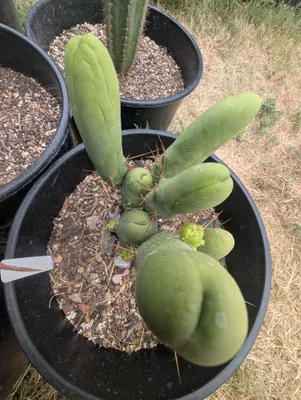 TBMB, in a pot, outdoors, Kansas, 1–3 years