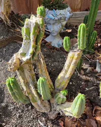 The SS02 mother plant seen from the front: old, thick, scarred stems with young green pups growing from them, in a garden bed.