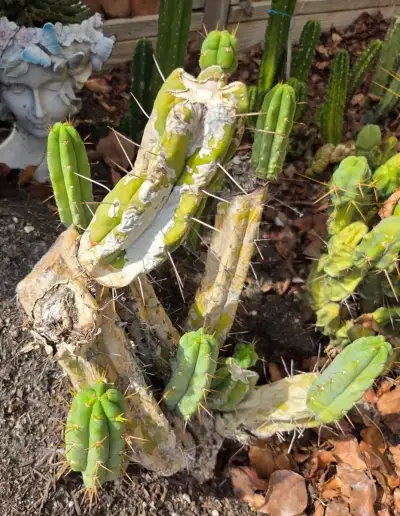 The SS02 mother plant seen from the side, showing the old stems and the green pups growing out of them.