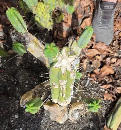 Looking down on the SS02 mother plant: the pale scar where a stem was cut, with new green pups around it.