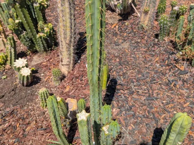 A Trichocereus bridgesii in bloom in the garden bed