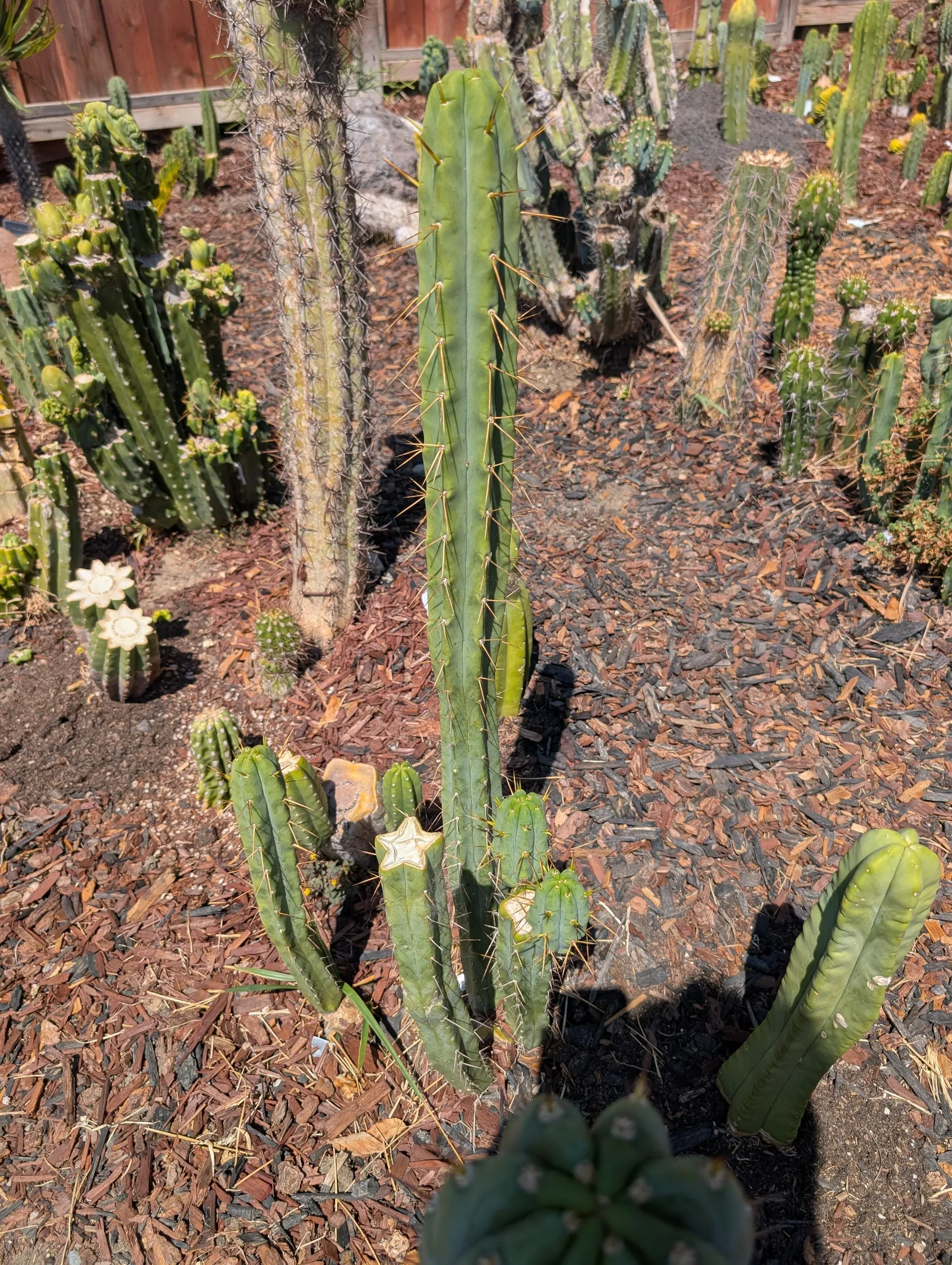 Bridgesii garden bed in bloom, grown at Mysterious Yard