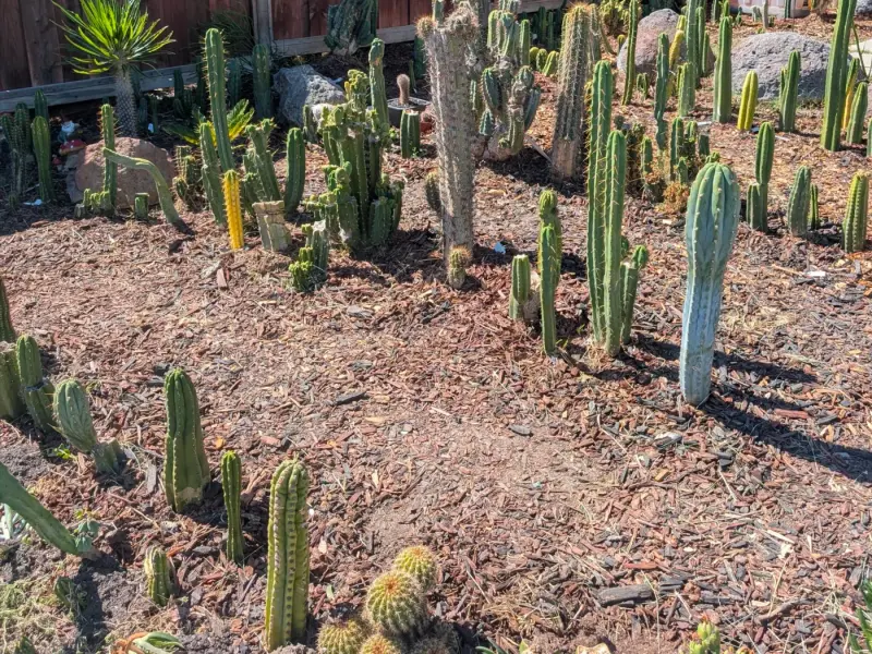 A bed of cacti in the yard in Discovery Bay, California