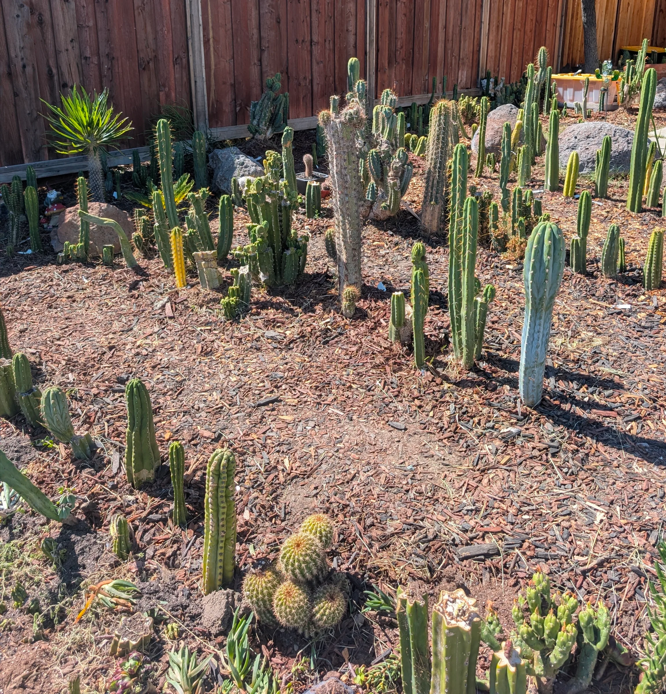 Mysterious Yard nursery bed, California