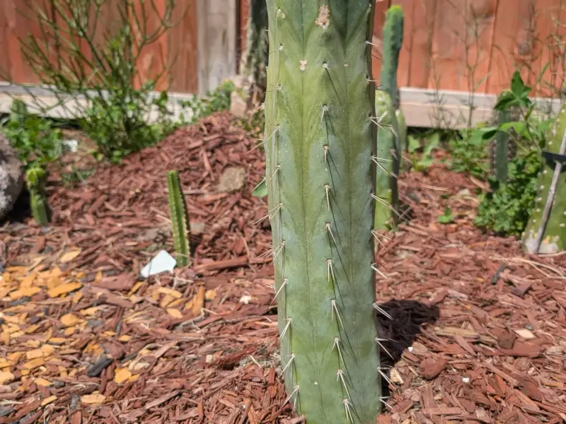 A tall Trichocereus column in the mulch bed