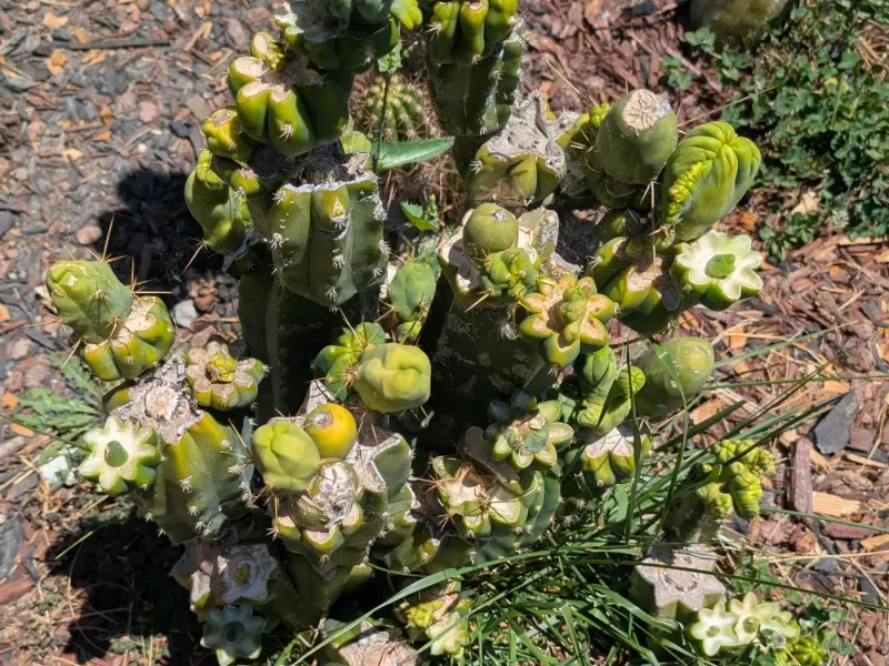 A grafted TBM growing in the yard